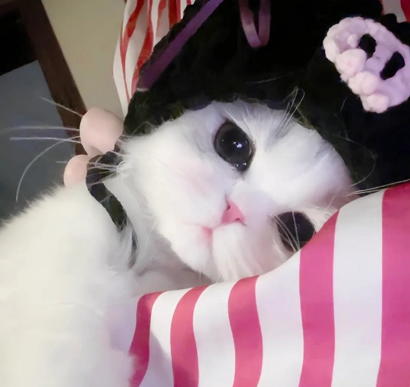 avatar mèo khóc hài 2