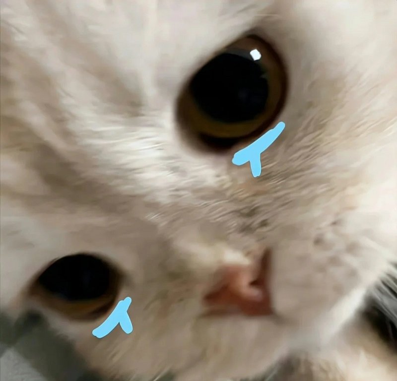 avatar mèo khóc hài 3