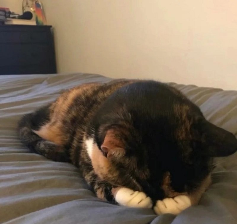 avatar mèo khóc hài 6