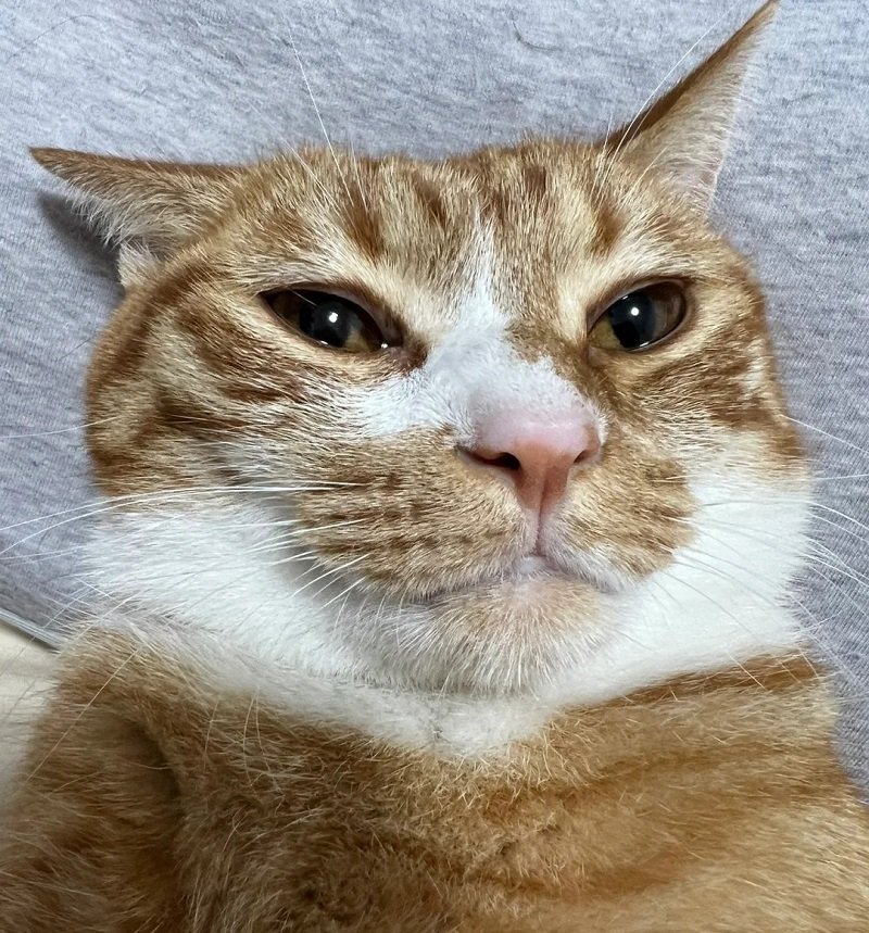 avatar mèo khóc hài 7