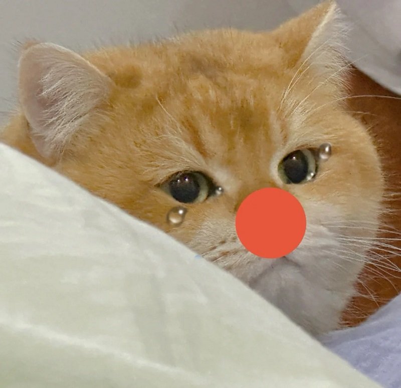 avatar mèo khóc hài 9