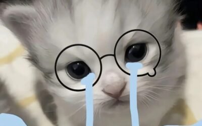 avatar mèo khóc meme 5