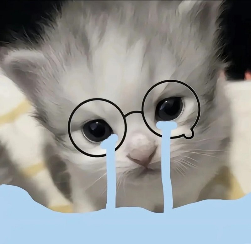 avatar mèo khóc meme 5