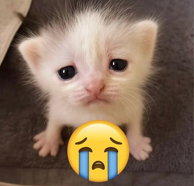 avatar mèo khóc meme 8