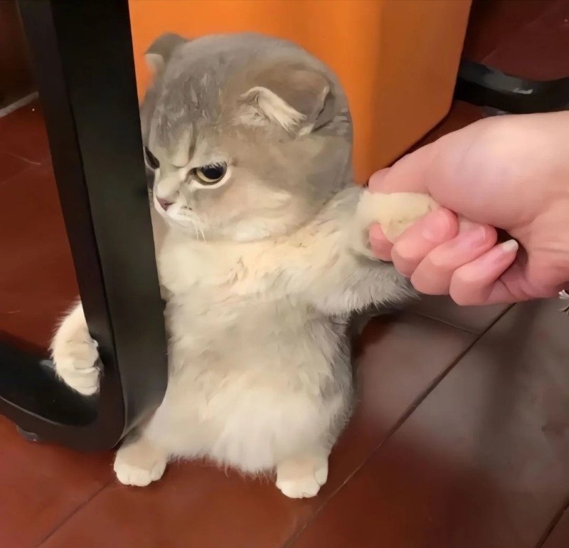 avatar mèo ngáo 10