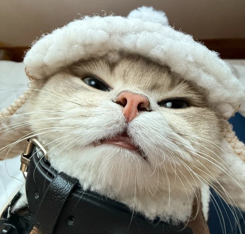 avatar mèo ngáo 13