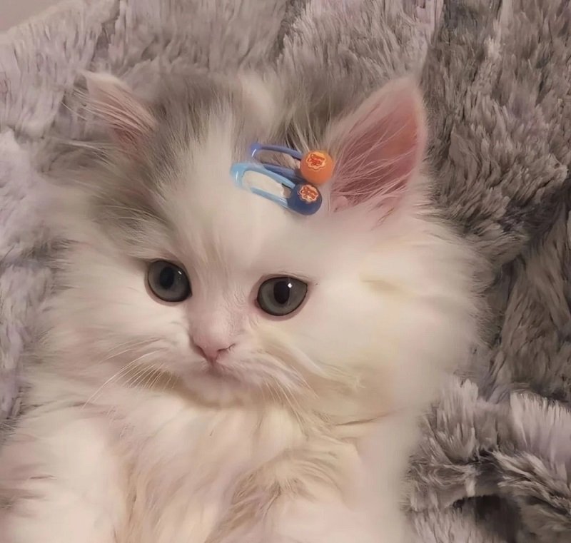 avatar mèo vô tri 10