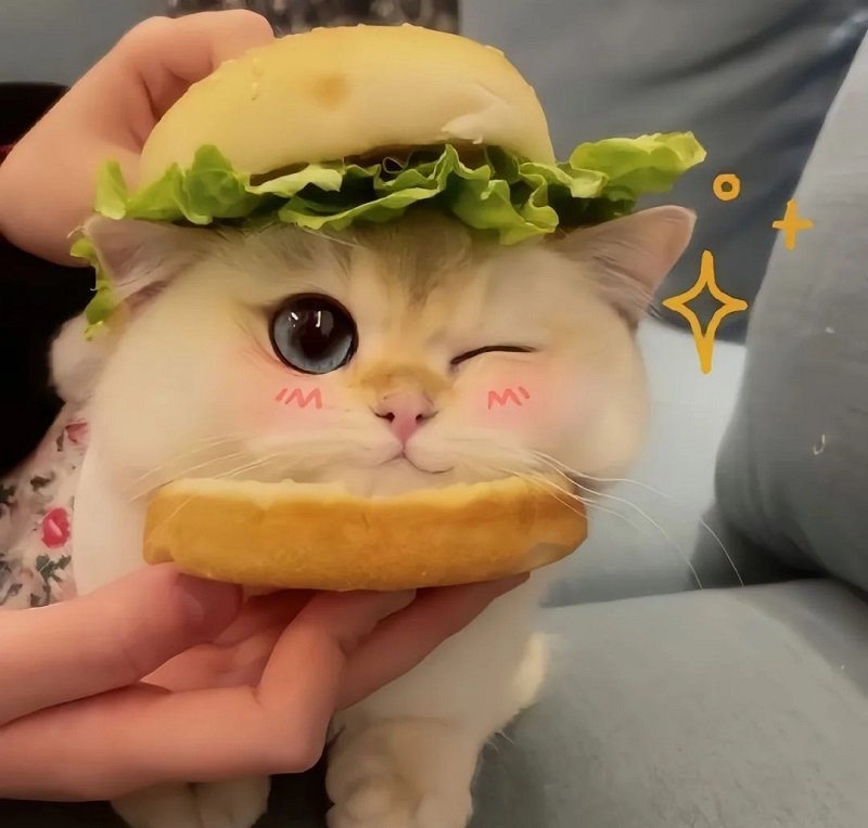 avatar mèo vô tri 12