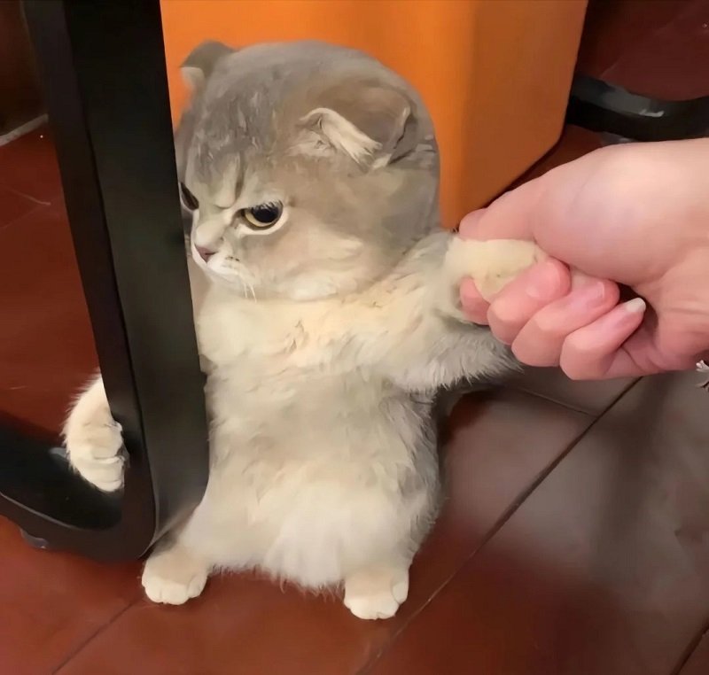 avatar mèo vô tri 4