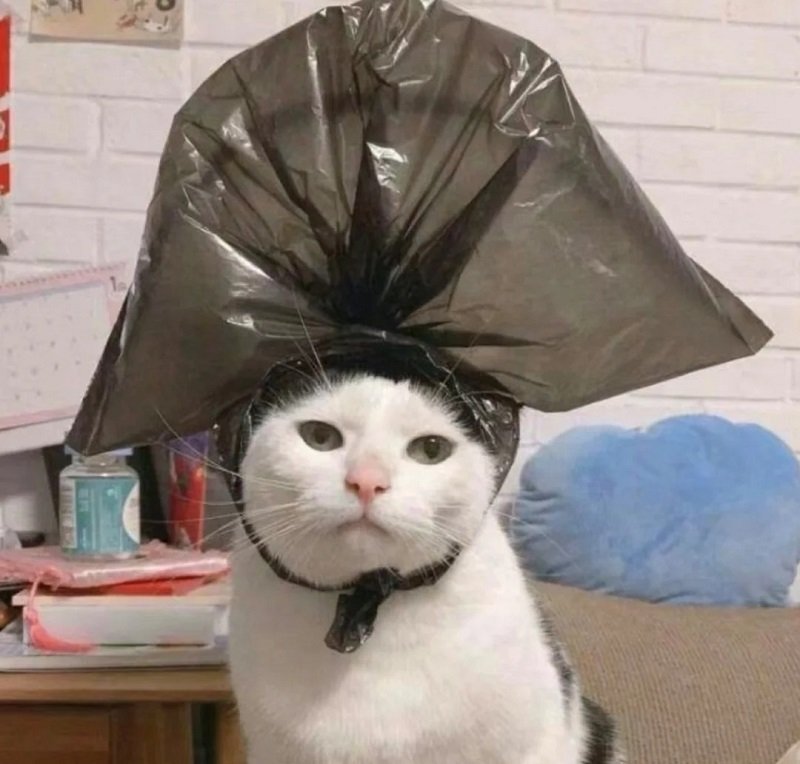 avatar mèo vô tri 6