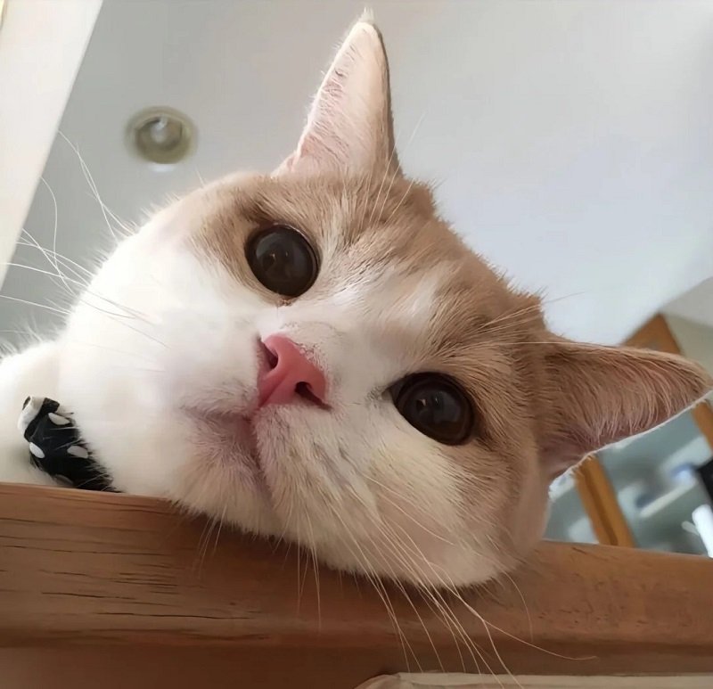 avatar mèo vô tri 7