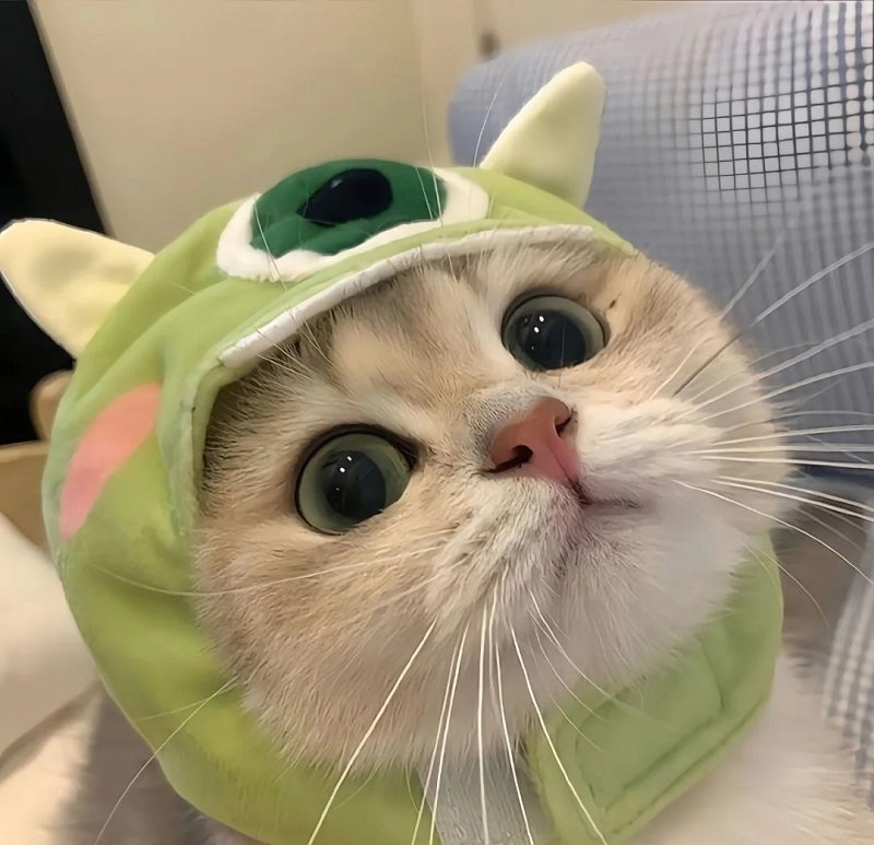 avatar mèo vô tri 9