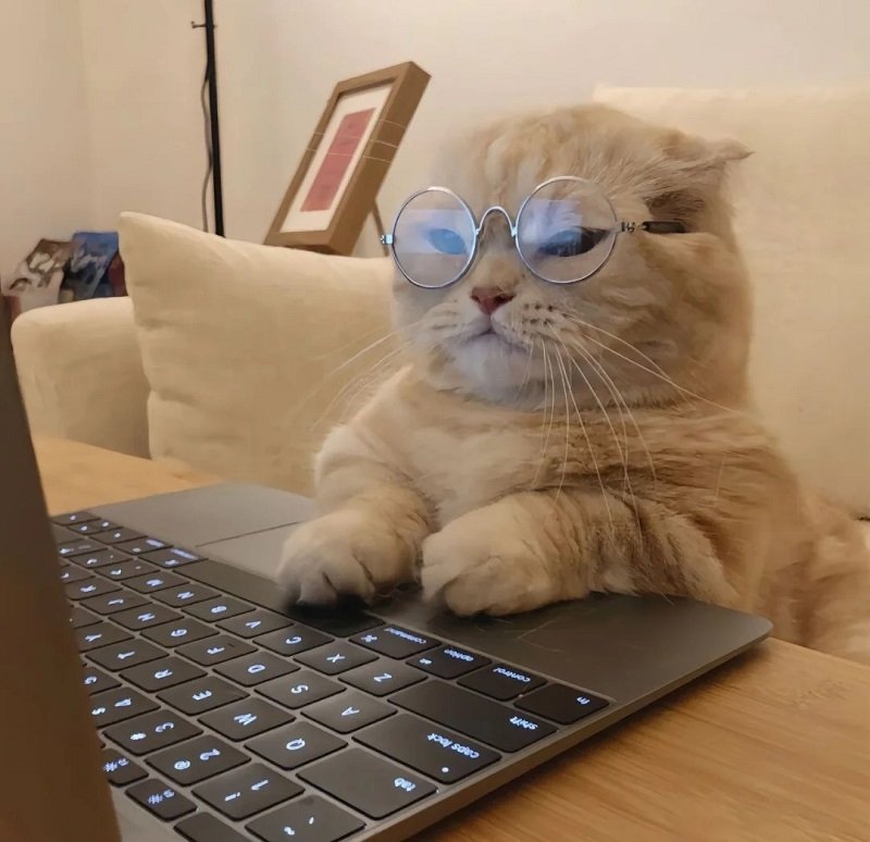 avatar mèo vô tri đeo kính 12