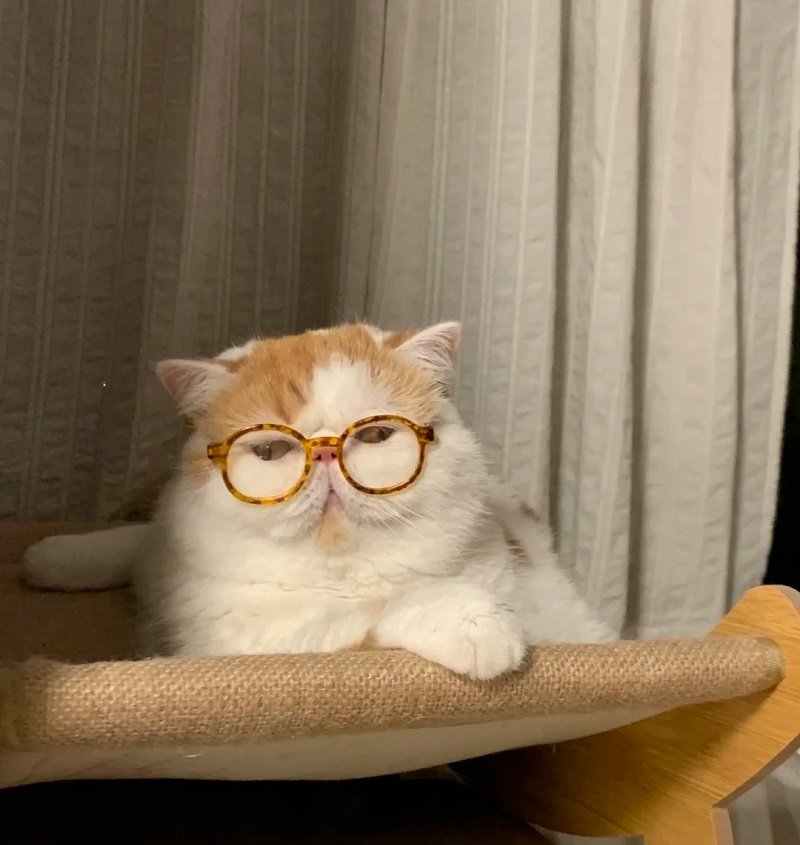 avatar mèo vô tri đeo kính 3