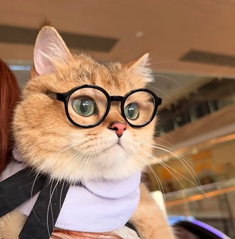 avatar mèo vô tri đeo kính 4