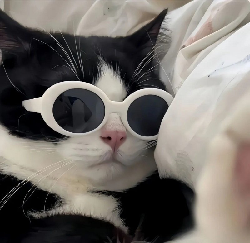 avatar mèo vô tri đeo kính 5