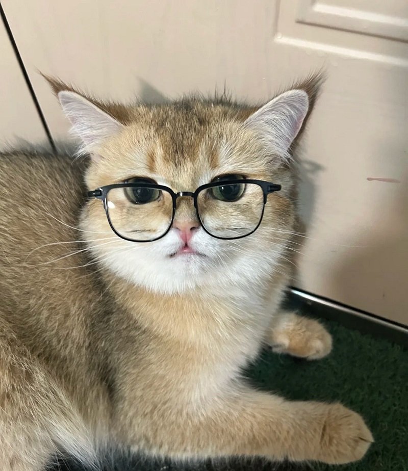 avatar mèo vô tri đeo kính 6