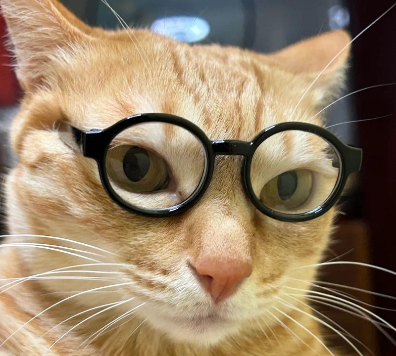 avatar mèo vô tri đeo kính 7