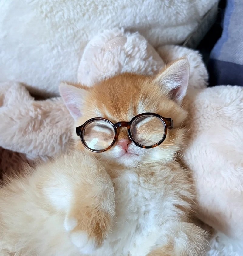 avatar mèo vô tri đeo kính 9