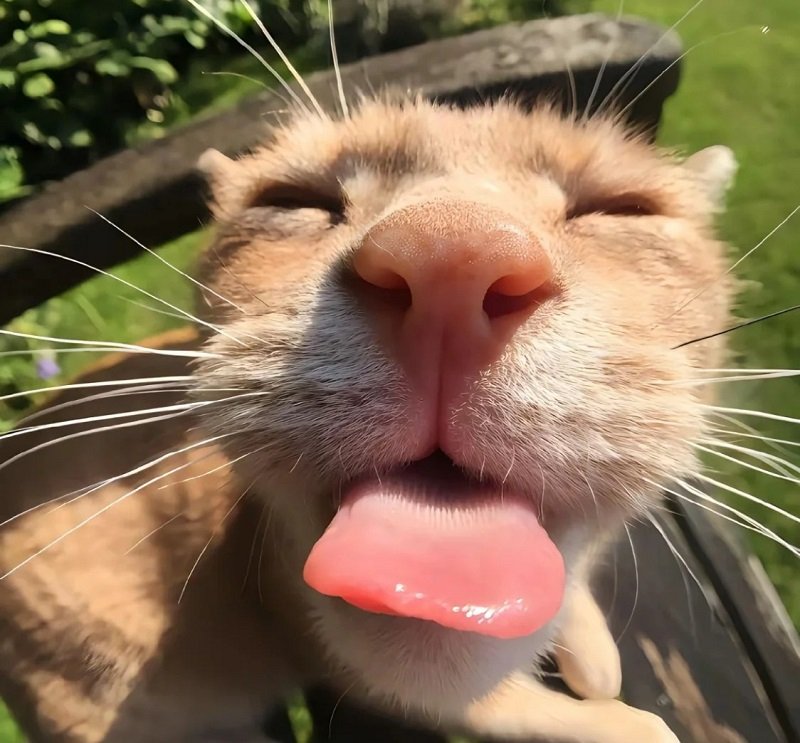 avatar mèo vô tri hài hước 12