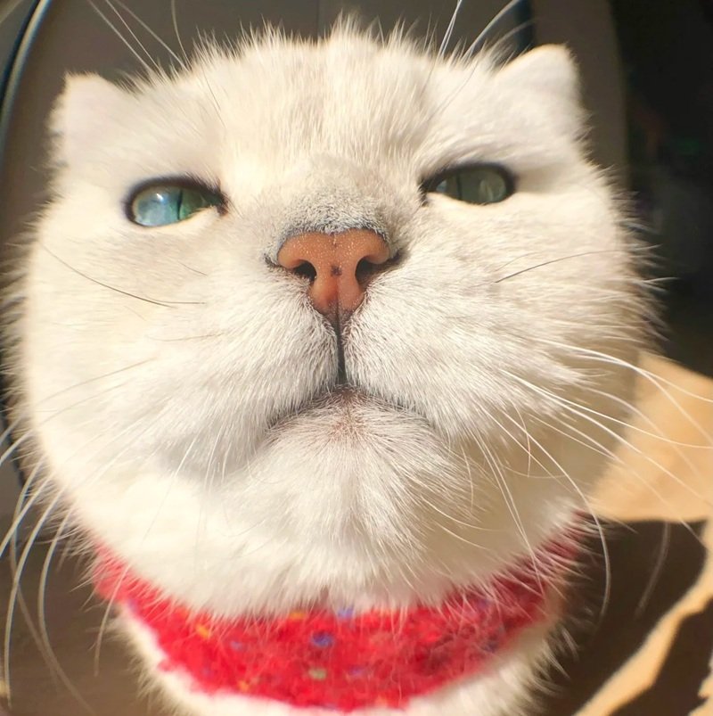 avatar mèo vô tri hài hước 2