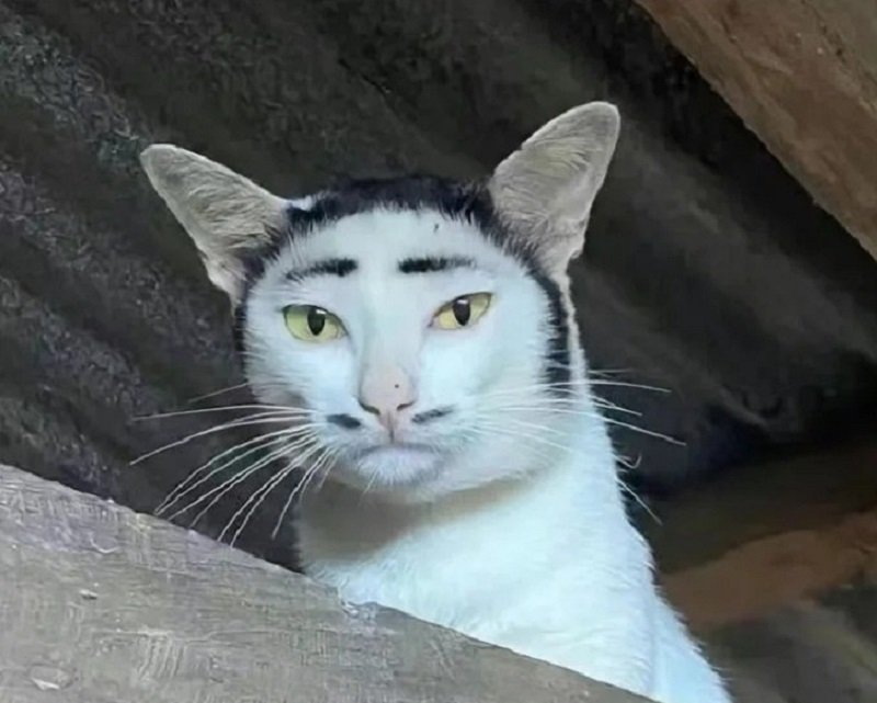 avatar mèo vô tri hài hước 2