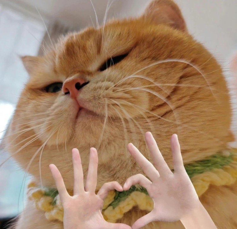 avatar mèo vô tri hài hước 3