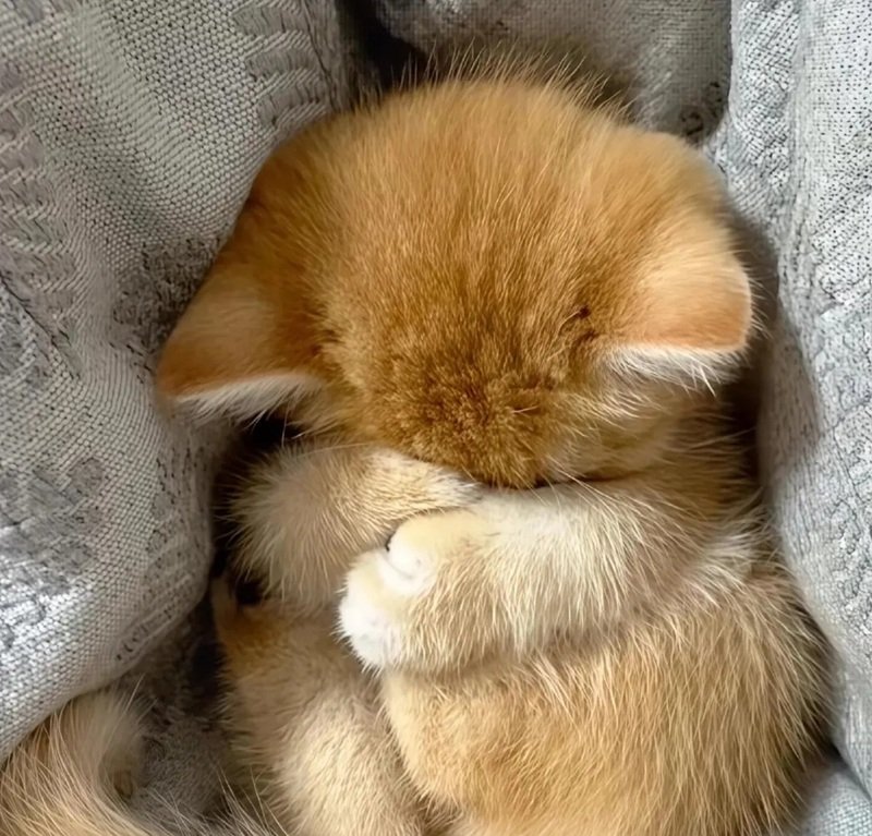 avatar mèo vô tri hài hước 4