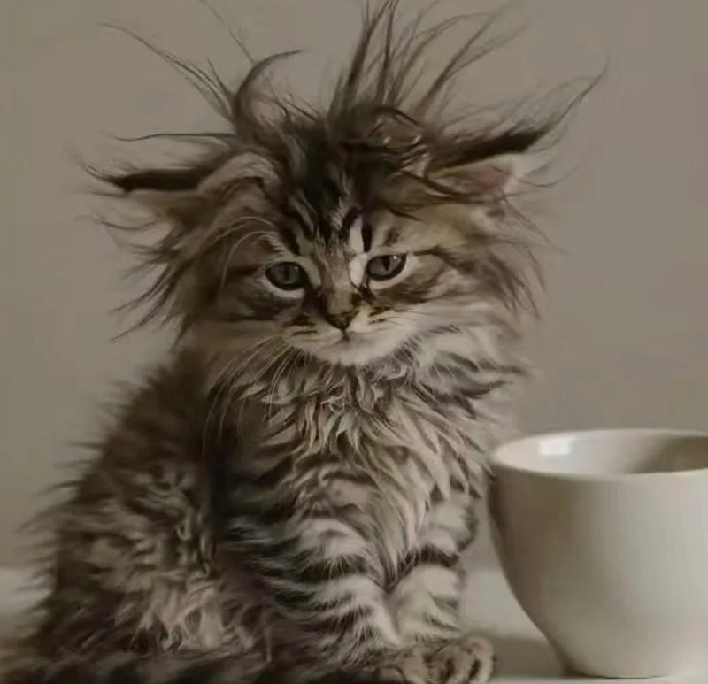 avatar mèo vô tri hài hước 4