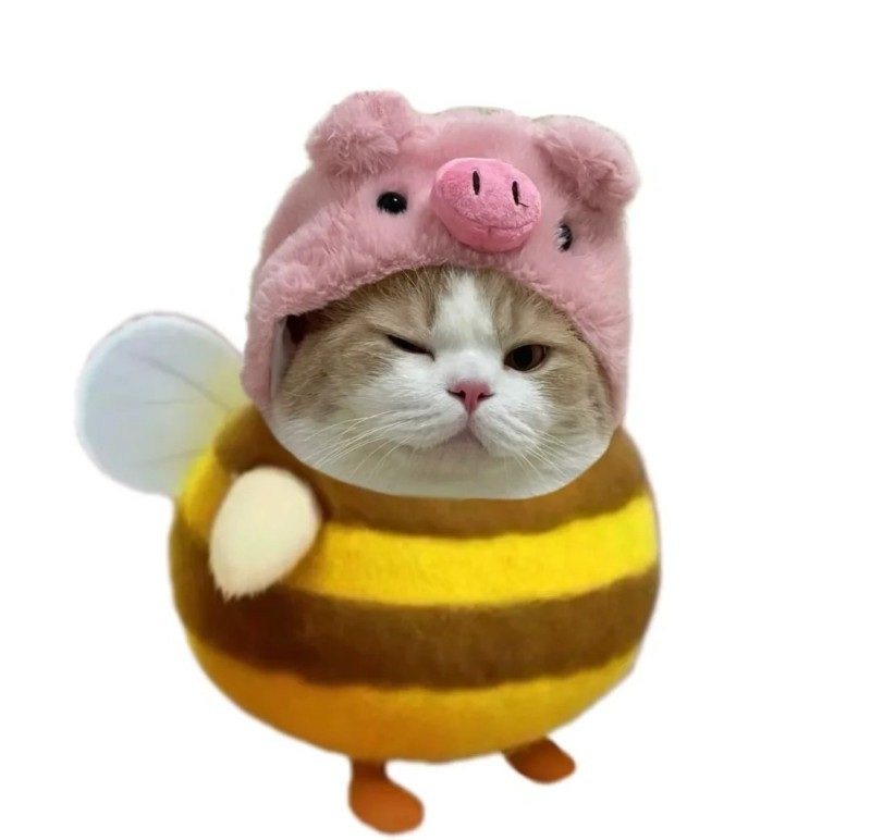 avatar mèo vô tri hài hước 5