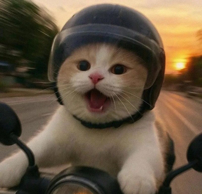 avatar mèo vô tri hài hước 5