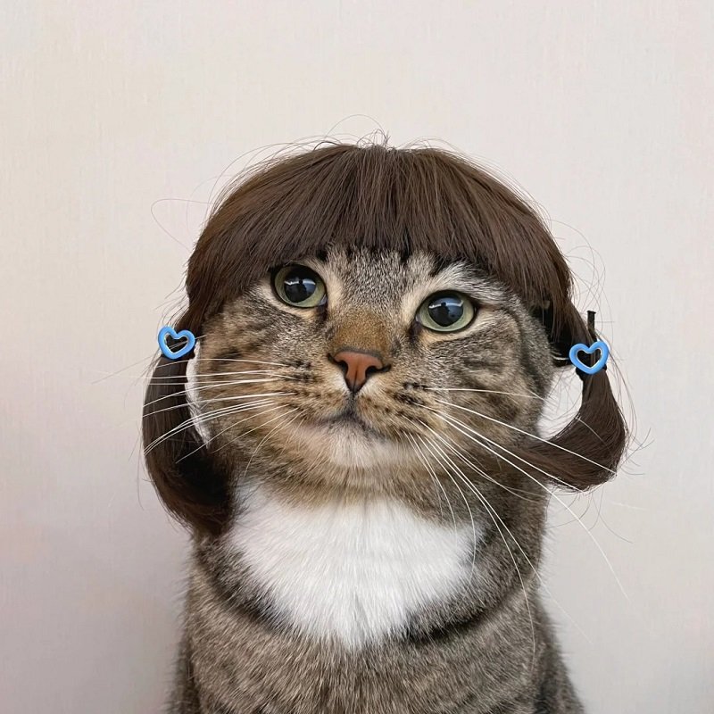 avatar mèo vô tri hài hước 6