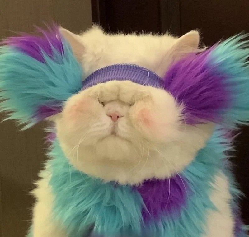 avatar mèo vô tri hài hước 9