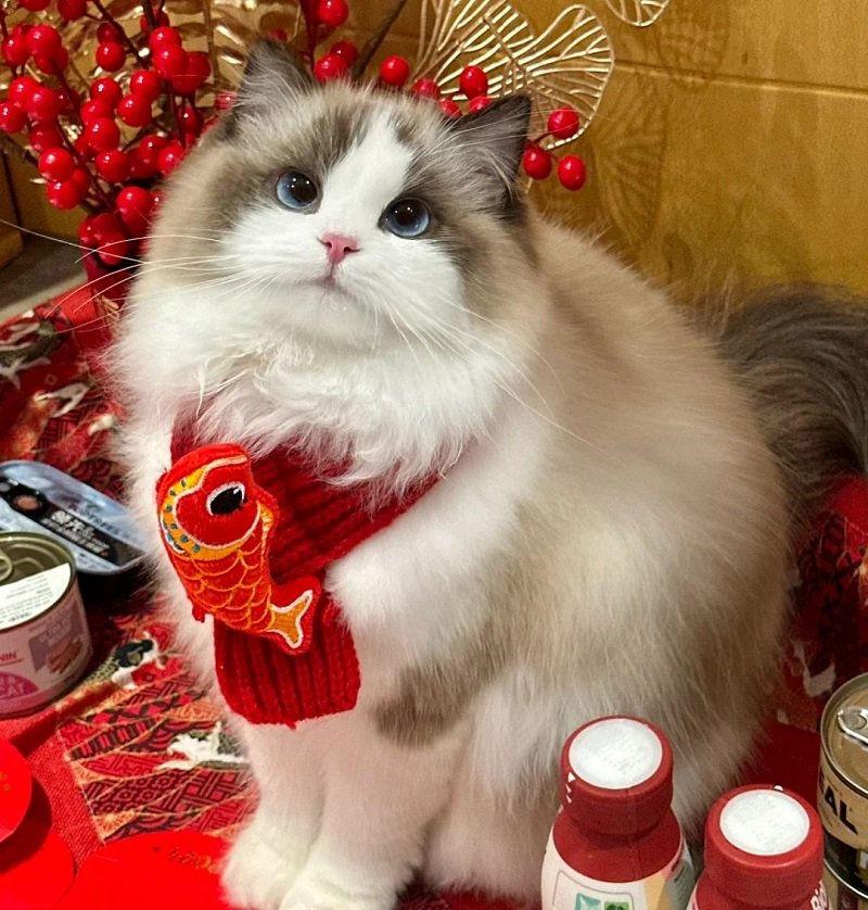 avatar mèo vô tri tết 1