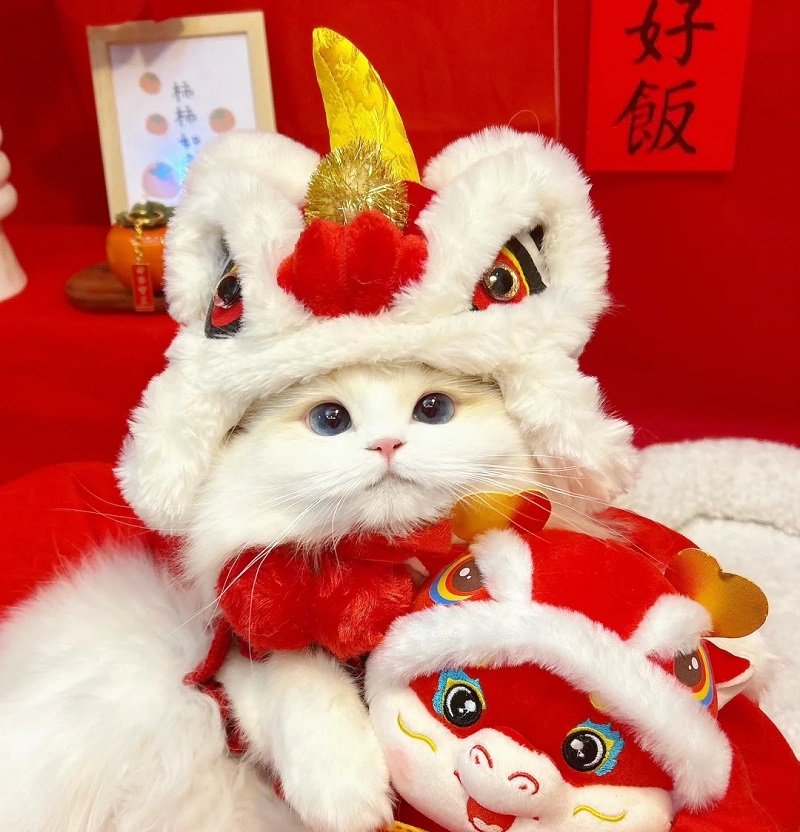 avatar mèo vô tri tết 4