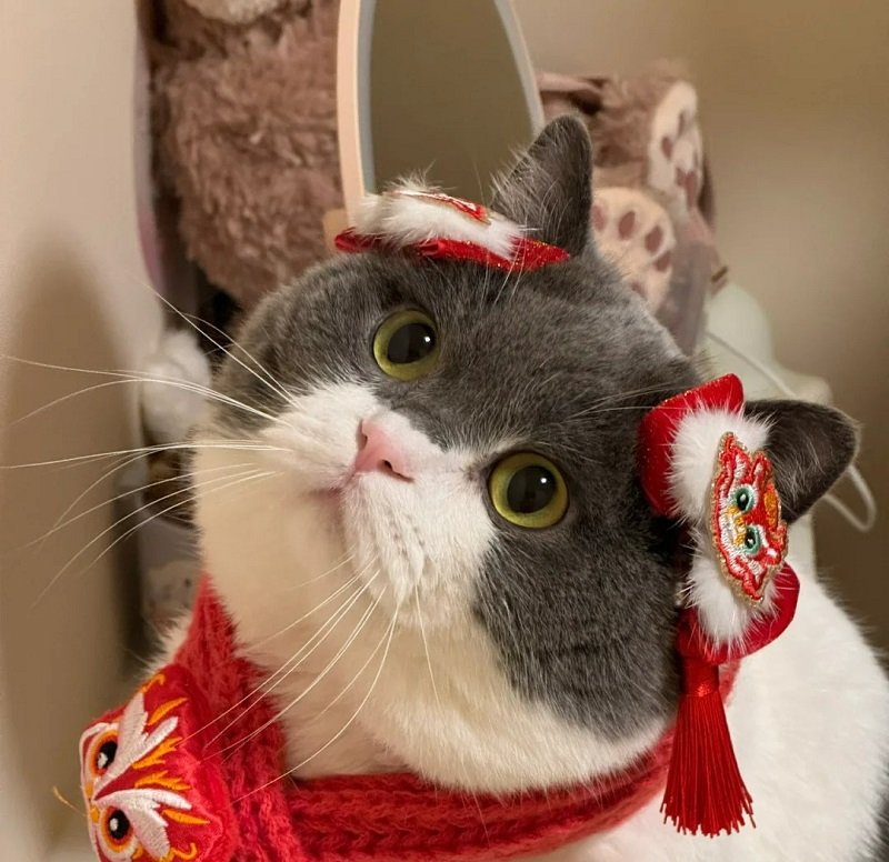 avatar mèo vô tri tết 6