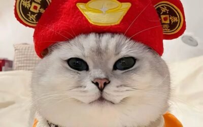 avatar mèo vô tri tết 7