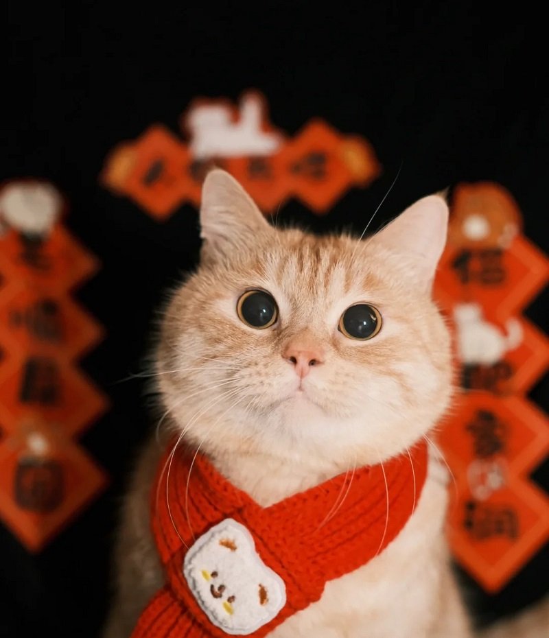 avatar mèo vô tri tết 8