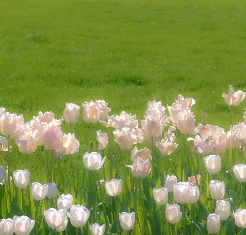 avatar phong cảnh chill 28