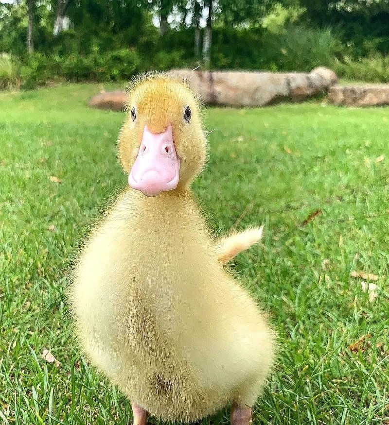 avatar vịt vàng trend 13