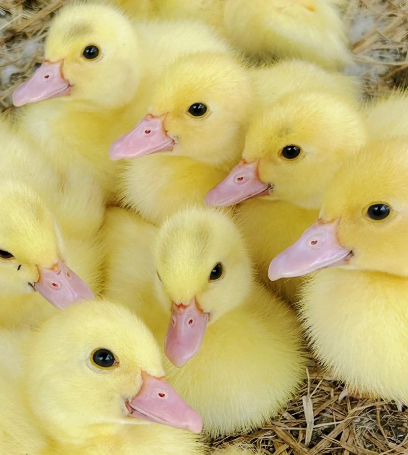 avatar vịt vàng vô tri 10