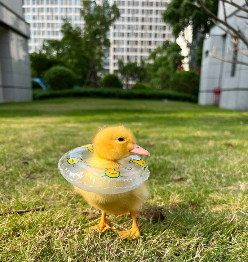 avatar vịt vàng vô tri 19