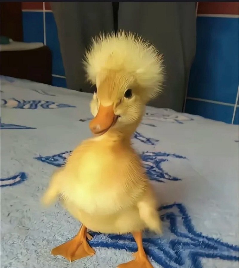 avatar vịt vàng vô tri 7