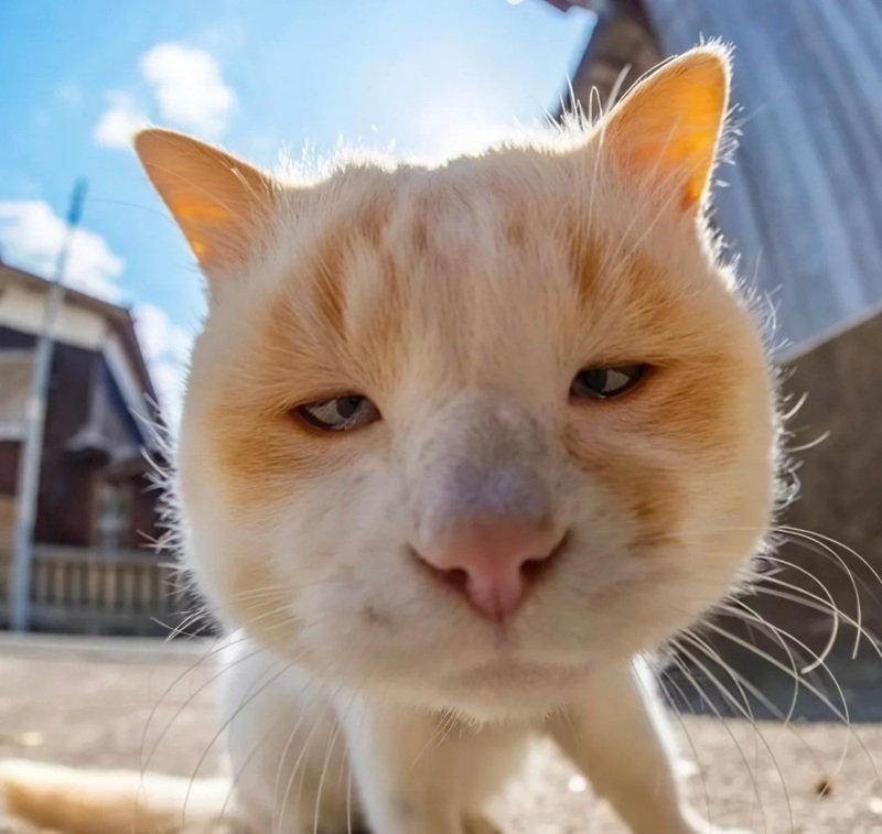 avatar vô tri buồn ngủ 10