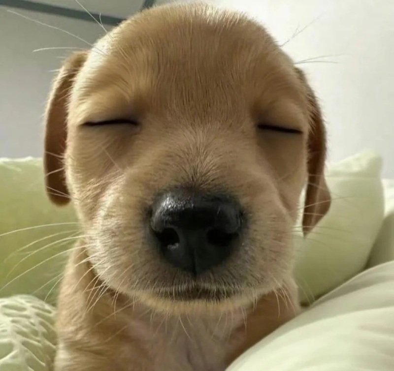 avatar vô tri buồn ngủ 14