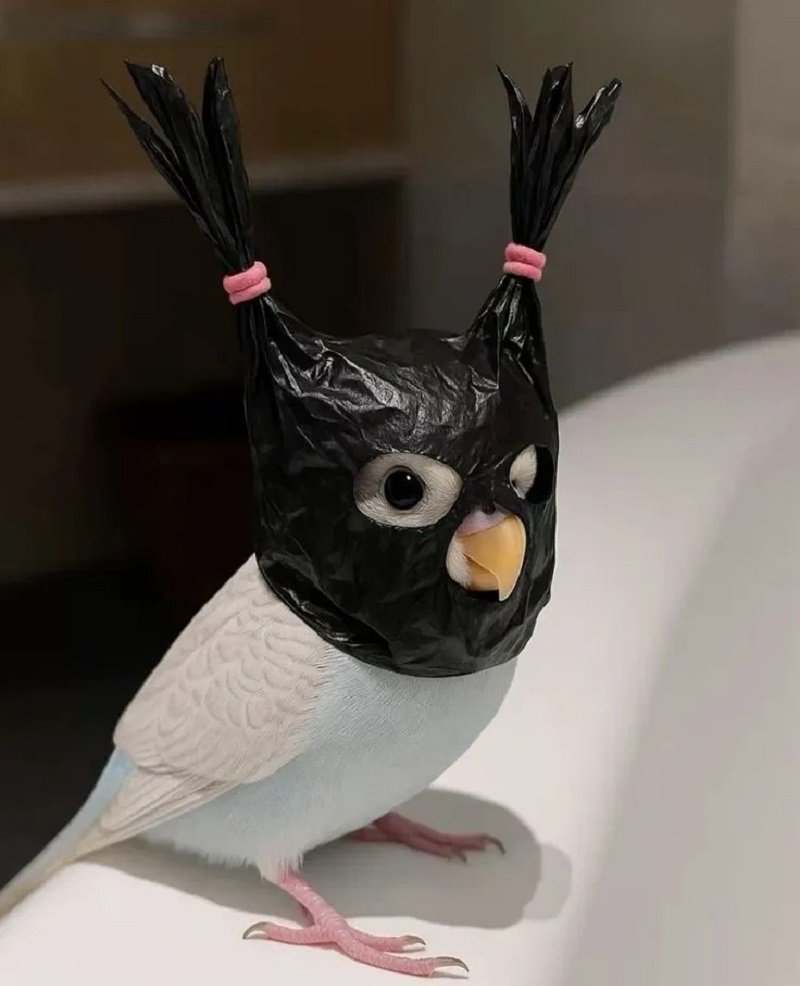 avatar vô tri hài hước 2