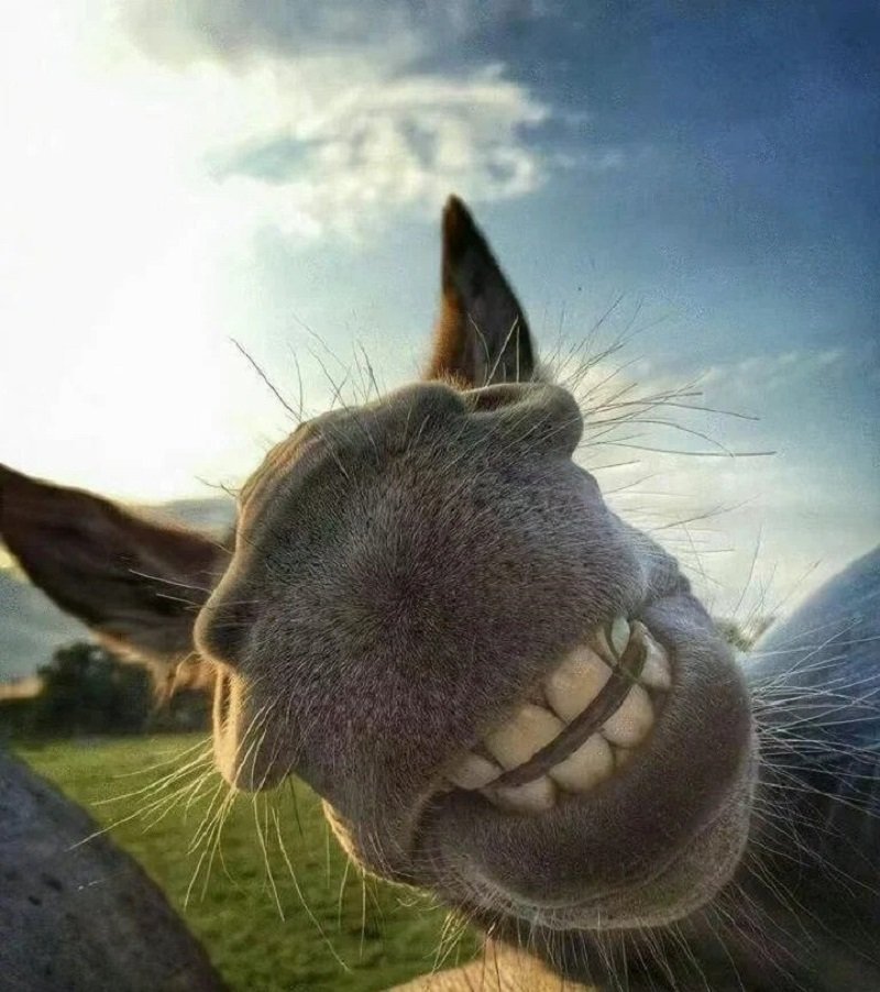 avatar vô tri hài hước 6