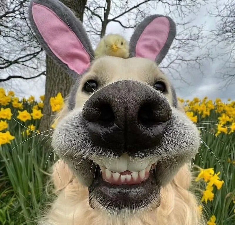 avatar vô tri hài hước chó 1