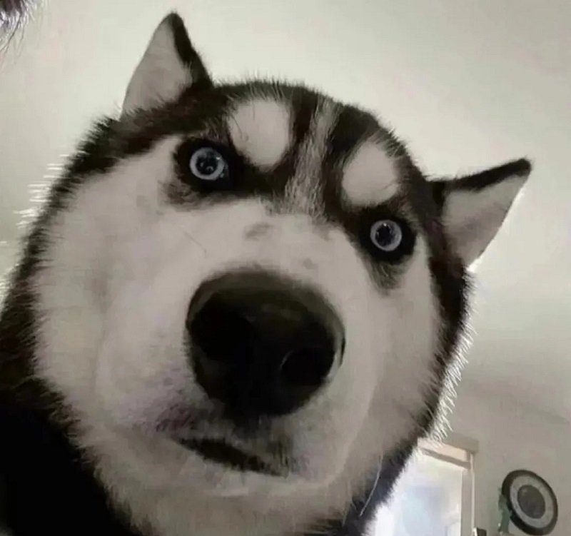 avatar vô tri hài hước chó 10