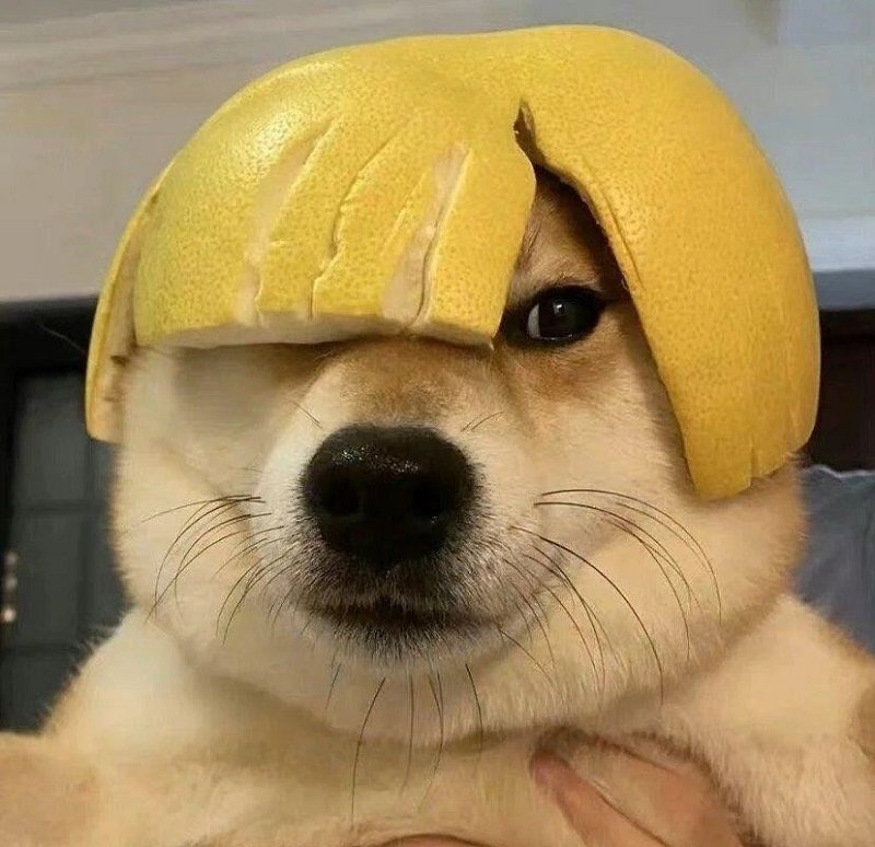 avatar vô tri hài hước chó 11